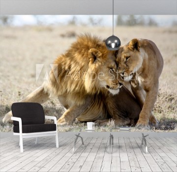 Picture of Lions in love